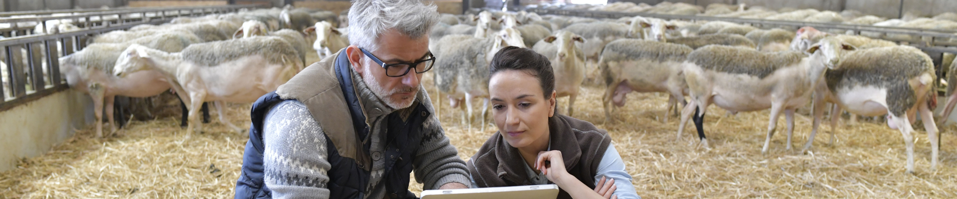 sheep breeder with veterinary in shed using digital tablet
